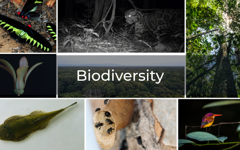 Biodiversity